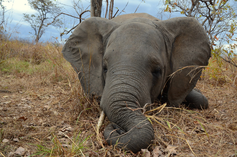 During the poaching crisis, Mozambique lost almost 10 000 elephants – including this one from the Niassa National Reserve – in just five years. A combined effort of law enforcement and park management has helped bring poaching in the reserve down to nothing today.

