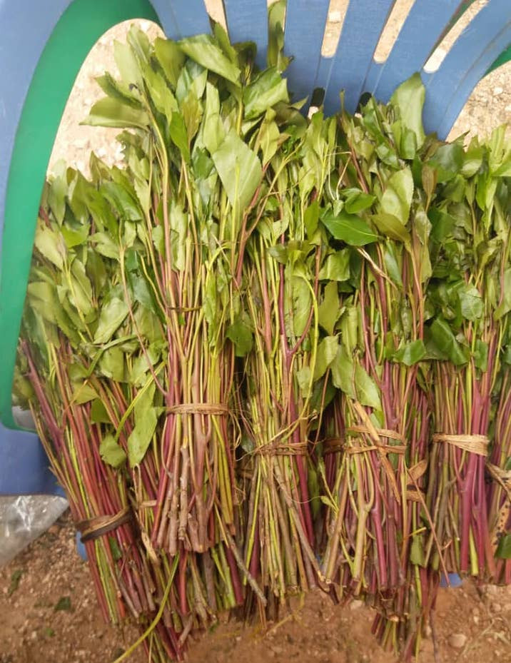 Ethiopian khat (hareeri) in Beletweyne, a major entry and distribution point for the drug during the ban, June 2020.
