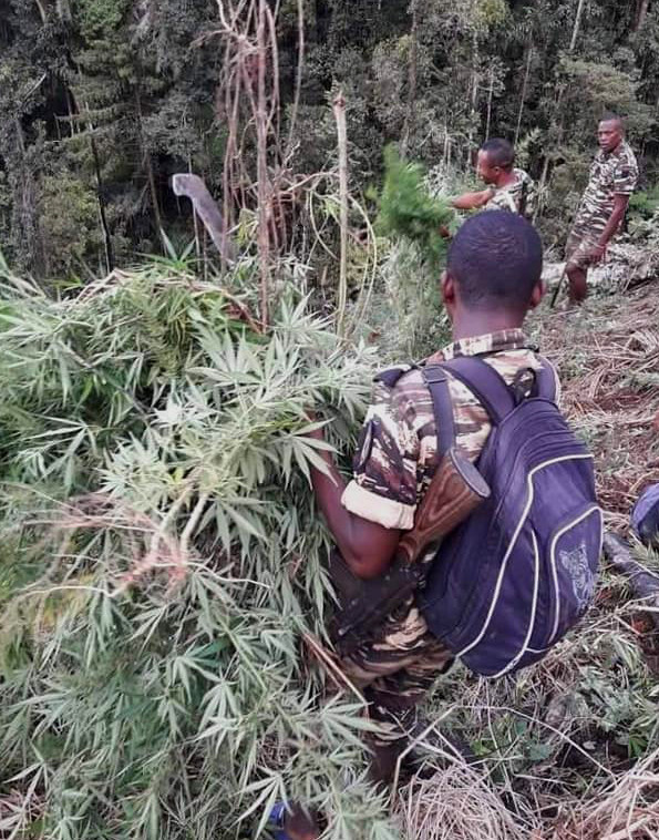 The Gendarmerie Nationale carry out an operation to destroy cannabis fields in Analabe, a district of Ambanja, in July 2020. More than a hundred hectares of cannabis were burned in the operation.
