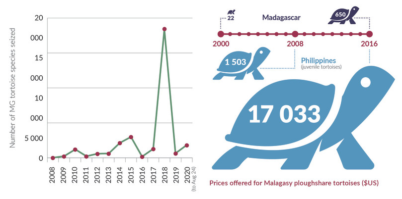 The graph on the left shows the trend in the number of trafficked tortoises seized globally. Two seizures involving thousands of radiated tortoises in 2018 were by far the largest on record. The timeline on the right shows the change in asking prices for ploughshare tortoises over time, both in Madagascar (the source country) and the Philippines (a market country). In both cases, there has been a marked price increase.
