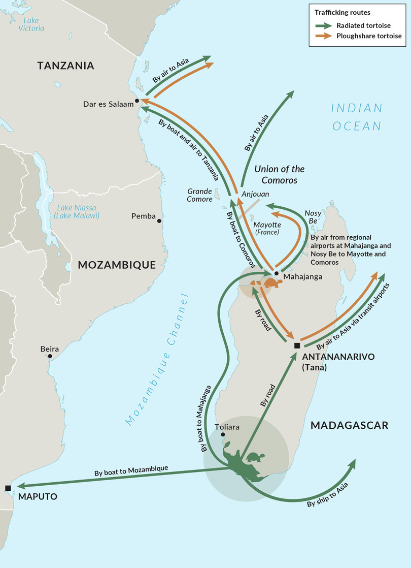 Major trafficking routes for ploughshare and radiated tortoises within and out of Madagascar.
