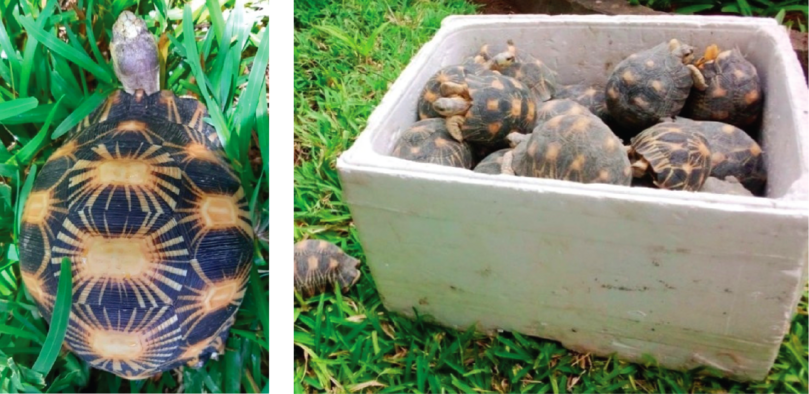 Radiated tortoises seized in Maputo, January 2020. The distinctive radiated markings can be seen across their shells.
