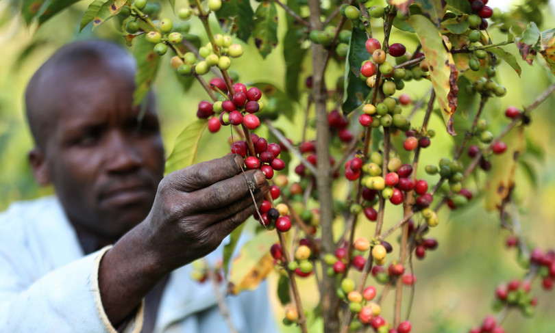 A farmer harvests coffee berries at a farm in the Chemegong area, Kericho, Kenya, in July 2020.
