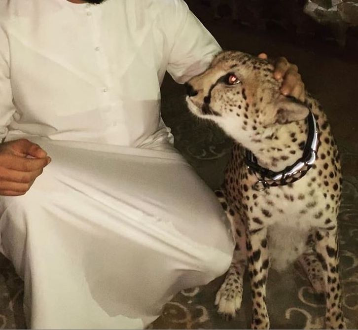 An instagram user in Dubai poses with a pet cheetah.
