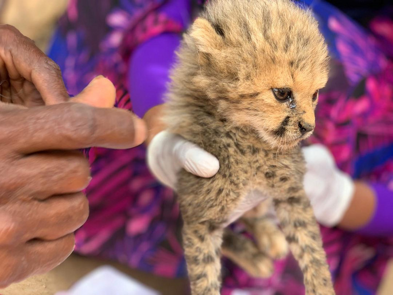 A cheetah cub receives care from representatives of Somaliland’s Ministry of Environment and Rural Development, in a village near Erigavo, Sanaag, in August 2020. According to reports, the cubs were being held by local farmers who surrended them to the authorities, as the result of conflict with the mother cheetah near their livestock.

