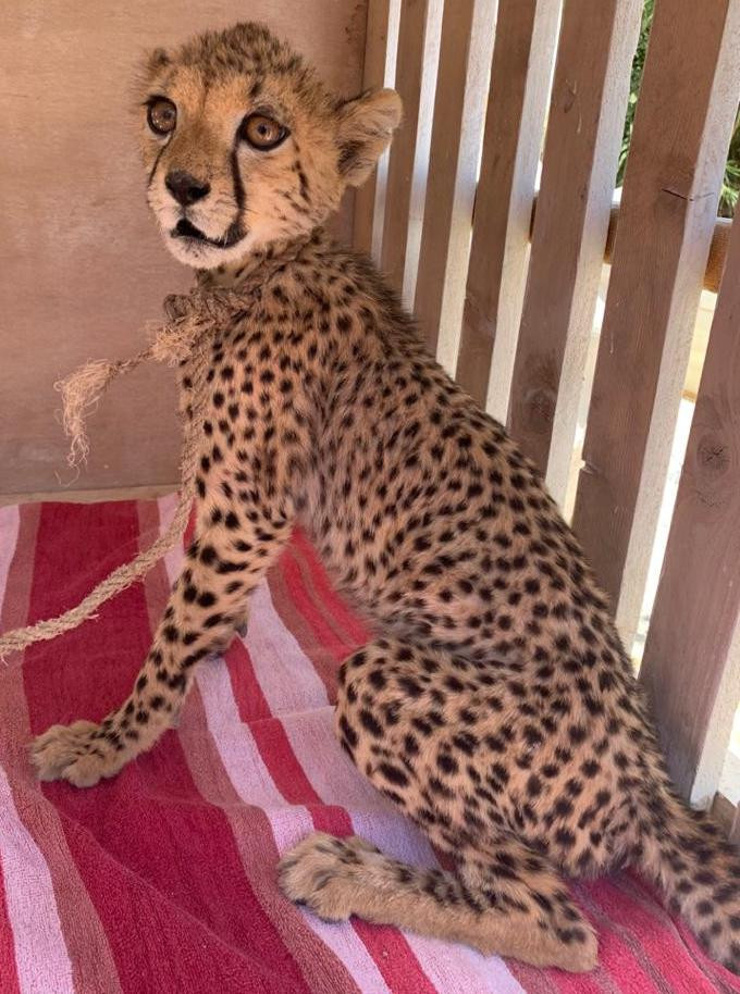 A six-month-old cheetah cub, in the care of Somaliland’s Ministry of Environment and Rural Development and the Cheetah Conservation Fund, en route to Hargeisa, 29 July 2020. The cub was one of eight rescued over three missions in Somaliland in late July.
