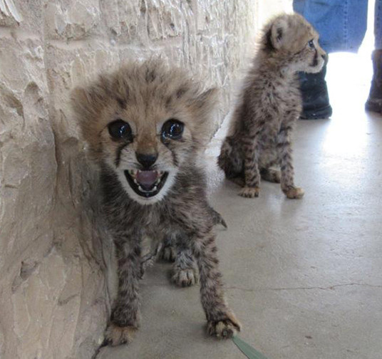 Two cubs rescued near Borama, 24 July 2020. The cubs had reportedly been in the hands of traffickers for 25 days before their rescue.
