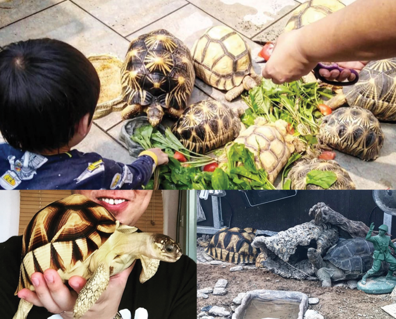 Ploughshare and radiated tortoises displayed on Instagram under #angonoka. The images are of captively-held tortoises taken from Instagram accounts in South East Asia.
