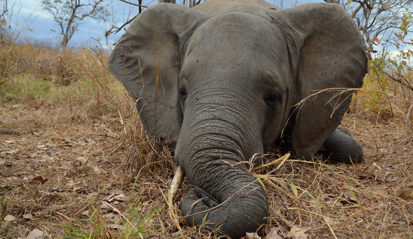 From 2009 to 2014, Mozambique lost nearly half its elephants – including this one in Niassa Special Reserve – to poaching. Mateso ‘Chupi’ Kasian was accused of running several poaching gangs operating within the reserve.
