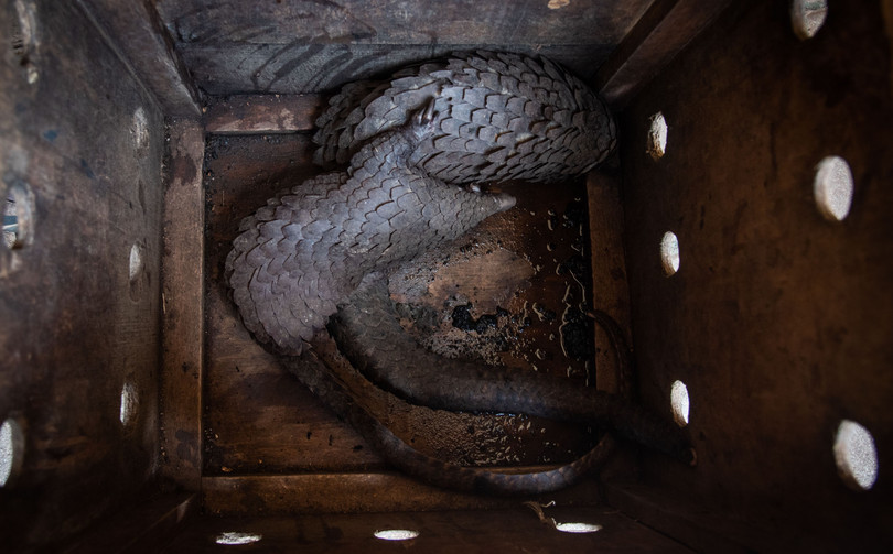 White-bellied pangolins rescued from traffickers in Kampala, Uganda.
