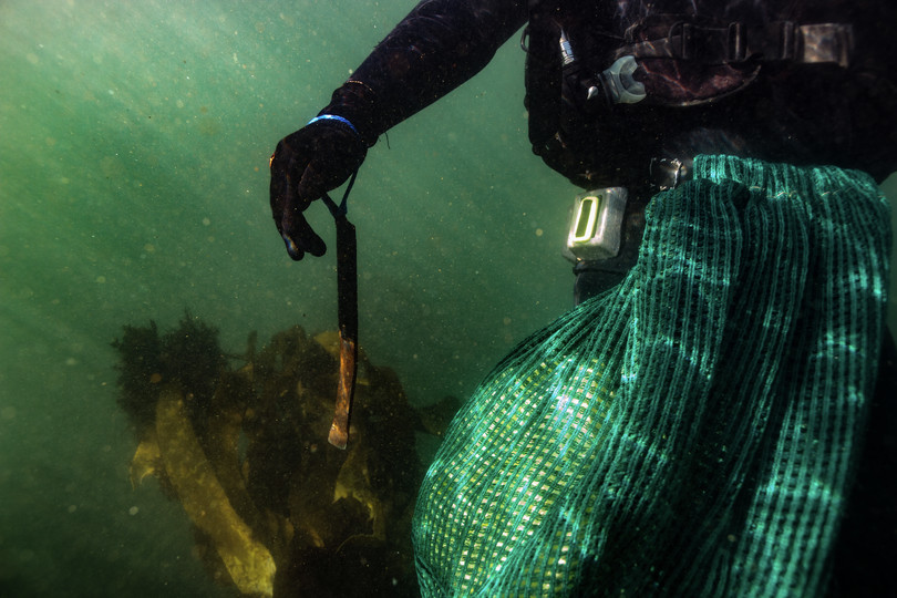 A diver returns to the surface with a haul of poached abalone, and the shucking tool used to prise the abalone from their shells.

