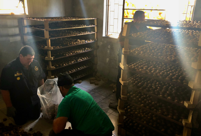 Police raid an abalone-drying facility in Soshanguve, north of Pretoria, on 20 January 2018.
