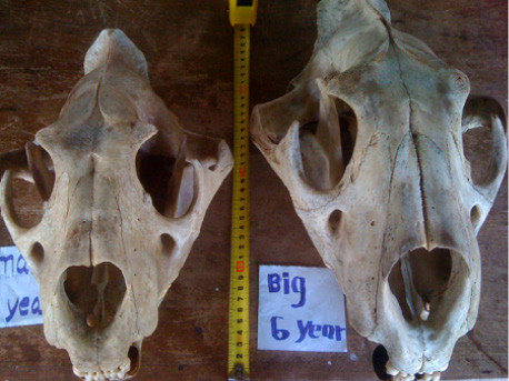 A pair of lion skulls stripped of flesh and cleaned, ready for export.
