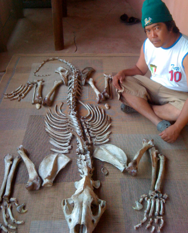 A Thai man working with Chumlong Lemthongthai – a known wildlife trafficker – poses with a set of lion bones prepared for export in 2010.
