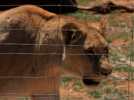A captive lion paces its enclosure in a breeding facility in South Africa.
