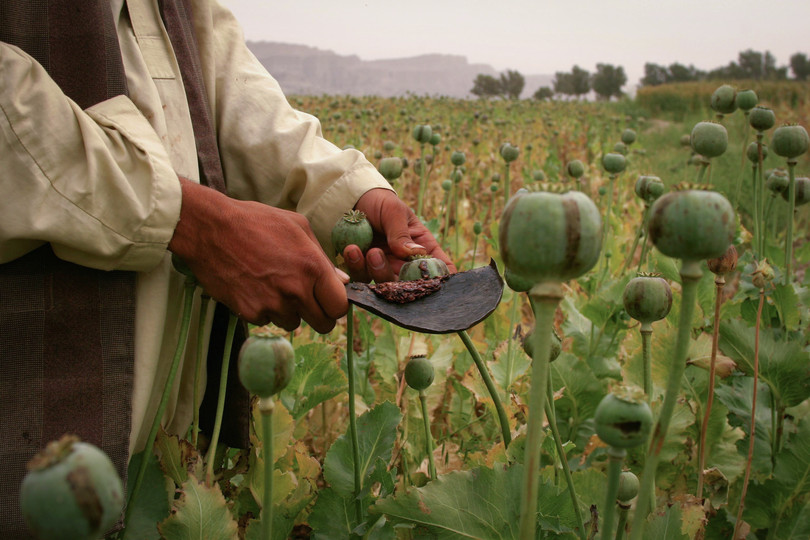 An Afghan farmer collects opium from poppies in Jalalabad, Afghanistan. After regaining power, the Taliban have vowed to outlaw opium and heroin production, yet international observers view this as unlikely to happen in practice.
