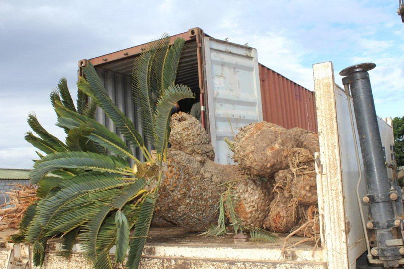 Cycad plants recovered from poachers.
