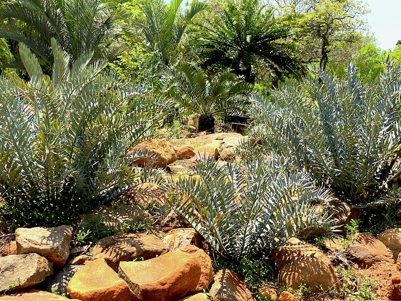 Cycads, seen as status symbols, at a private property in South Africa. The plant group is considered the most threatened in the world.
