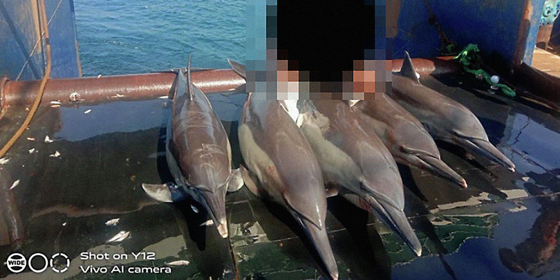 A leatherback turtle reportedly caught on board the Liao Dong Yu 577 (left) and five bottlenose dolphins on board the Liao Dong Yu 585 (right). The images of crew members have been blurred.
