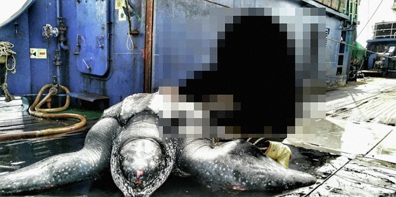 A leatherback turtle reportedly caught on board the Liao Dong Yu 577 (left) and five bottlenose dolphins on board the Liao Dong Yu 585 (right). The images of crew members have been blurred.
