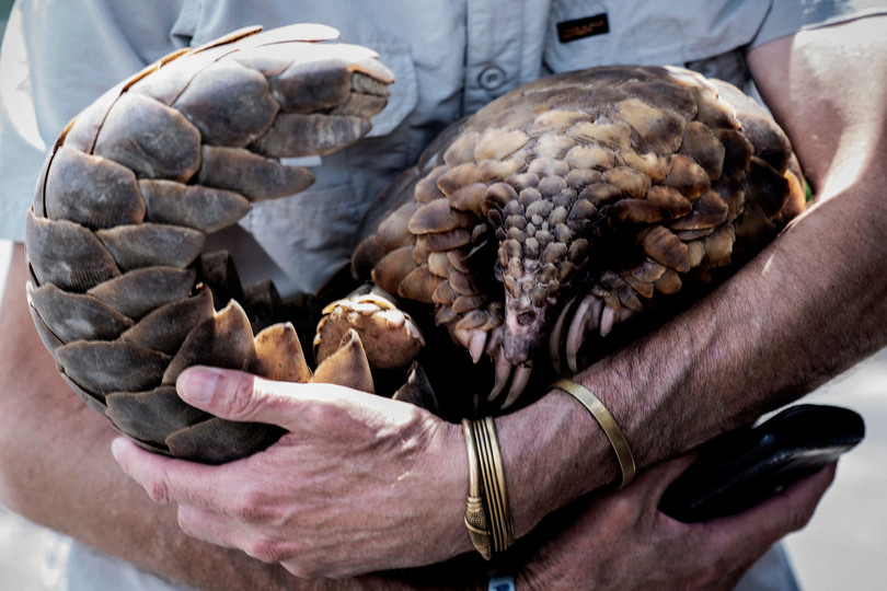 A rescued pangolin in Johannesburg. Pangolins and pangolin parts seized at airports in southern Africa are mostly being destined for Asia.
