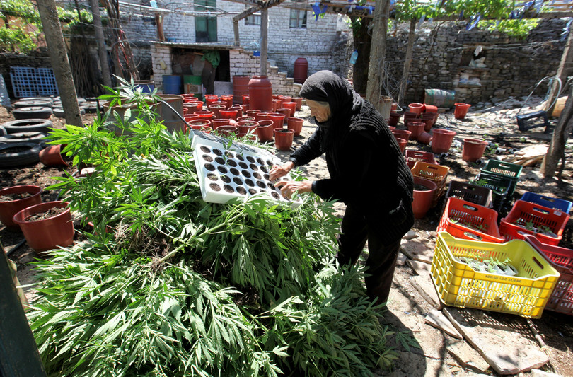An Albanian woman with seized marijuana plants following police raids in Lazarat, Albania, June 2014.
