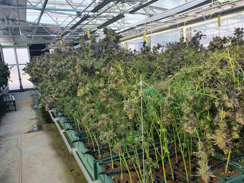 The cultivation of cannabis for medical use is booming in North Macedonia, but there is a risk that excess supply is being diverted to the black market.
