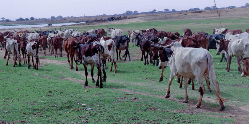 Cattle in Koriomé village on the banks of Niger River.
